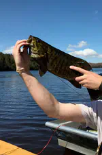 Sport fish home range responses to a littoral coarse woody habitat addition in a north-temperate lake