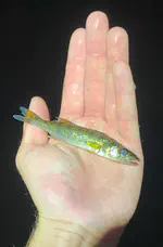 Visual sensitivity, foraging behavior, and success of walleye (Sander vitreus) under ecologically relevant downwelling light conditions